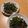 kaiselim's cooksnap of when they made 牛肉と空芯菜のオイスターソテー.