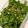 クックCQ1XSE☆'s cooksnap of when they made ご飯がすすむ！えごま醤油漬け.