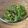 Soirate28's cooksnap of when they made 簡単☆毎日食べられる、ゴーヤの梅ゴマ和え.