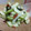 ＊ikko＊'s cooksnap of when they made ウリの梅和え(瓜の浅漬).