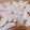 さきこ☻'s cooksnap of when they made パリパリ☆りんごチップス♪.