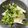 ♬のんのこ日和♬'s cooksnap of when they made 長芋とかいわれの明太子和え.