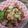 ささささ＆＊'s cooksnap of when they made 豚肉と新生姜の南蛮漬け.