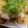 クックX3VQF7☆'s cooksnap of when they made 惣菜唐揚げアレンジ☆つゆだくみぞれ餡かけ.