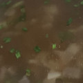 MULA's cooksnap of when they made 生姜・大根・ねぎ・小松菜の中華風スープ＊.
