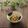 まろんかふぇ's cooksnap of when they made 三つ葉と桜えびの納豆あえ☆柚子胡椒風味♪.