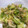 りんごまる、's cooksnap of when they made 紫たまねぎと胡瓜のごま和え.