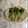 ナピト's cooksnap of when they made 貝割れのおひたし.