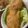 MULA's cooksnap of when they made 白身魚のガーリックムニエル.