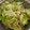 ゆるмαмα's cooksnap of when they made 作り置きできる♪簡単すぎるレタスサラダ♪.