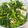 クック2AVO3W☆'s cooksnap of when they made 調味料いらず空芯菜とちくわの塩昆布和え.