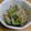 petokko's cooksnap of when they made もやしときゅうりのナムル.