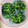 ももゆみ1230's cooksnap of when they made お弁当作り置き★ほうれん草胡麻和え★冷凍.