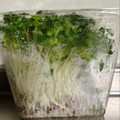 のんべぇヒロ's cooksnap of when they made かいわれ大根の一先ず保存はこれ！.