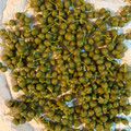 クック☆やーっ！'s cooksnap of when they made 正しい山椒の実の下ごしらえと保存方法.