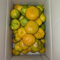 yama_miu's cooksnap of when they made 箱買い♬みかんの保存方法.