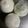 のんべぇヒロ's cooksnap of when they made 新玉ねぎの保存方法.