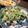 マックスの母's cooksnap of when they made さっぱりアボカドしめ鯖.