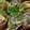 ❁ジェニー❁'s cooksnap of when they made わさび菜と炒り卵のいなり寿司.
