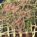 K0A9O0R8U♪'s cooksnap of when they made 簡単！お手軽！お好み焼き風・焼きうどん.