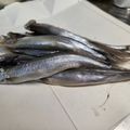 ととろ＆めい's cooksnap of when they made うちの☆ししゃも・小型魚❣下処理は爪楊枝.