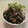 ビートルズ食堂's cooksnap of when they made いつものお茶漬けにわかめとかいわれ大根.