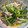 ♬のんのこ日和♬'s cooksnap of when they made 小松菜としめじのおひたし.