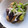 クックCHDH33☆'s cooksnap of when they made ナスとシシトウ揚げ浸し　ＪＡいるま野.