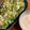 105♡'s cooksnap of when they made シーザーサラダドレッシング.