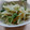 スヌ☆もつ's cooksnap of when they made 簡単副菜⭐大根と豆苗の中華サラダ.