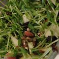 あゆたっくん's cooksnap of when they made 豆苗リンゴ胡桃レーズンのサラダ.
