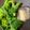 horseland's cooksnap of when they made 菜の花バター炒め.