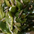 クックT5KICK☆'s cooksnap of when they made 【レンジで簡単】ピーマンじゃこ.
