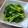 ばたみそーぱん☆'s cooksnap of when they made 菜の花のおひたし（辛子和え）♪.