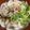 たかともしゃん's cooksnap of when they made 大阪名物かすうどん☆一度食べたらヤミツキ.