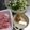 こつゆ514's cooksnap of when they made 生姜を新鮮に保存する方法.