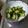 クックJ1OIVT☆'s cooksnap of when they made 浅漬け風やみつききゅうり.