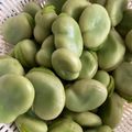 うぱるぱここあ's cooksnap of when they made ★豆が飛び出す　そら豆の塩ゆで　茹で方.