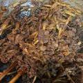 みやつま's cooksnap of when they made 簡単♡牛肉しぐれ.