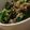 MULA's cooksnap of when they made わさび菜のおかか塩昆布和え.