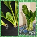 ちゃかぴまま's cooksnap of when they made キッチンガーデン 🥬小松菜.