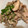 関口浩二's cooksnap of when they made 豚肉としいたけの炒めもの.