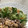 Ruriluru's cooksnap of when they made きゅうりの千切り〜超初心者編〜.