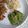 クック6DDPP8☆'s cooksnap of when they made お弁当に♬スナップえんどう胡麻和え.