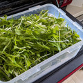 mahorou's cooksnap of when they made 水菜が長持ち＊我が家の保存方法.