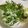 びびなかじん's cooksnap of when they made 水菜と大葉たっぷり　鰹のたたき♪.