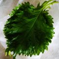 くむちん's cooksnap of when they made 【話題入り】長持ち新鮮♪大葉の保存法.
