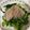 ネギがお好き's cooksnap of when they made とろろ昆布合う！ほうれん草と水菜のナムル.