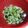ぷるたま's cooksnap of when they made とっても簡単！そら豆の塩ゆで（ゆで方）♪.