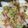 クックM96XDX☆'s cooksnap of when they made かぶの♪和風カルパッチョ♪.